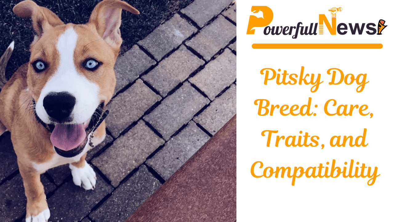 Pitsky Dog Breed: Care, Traits, and Compatibility