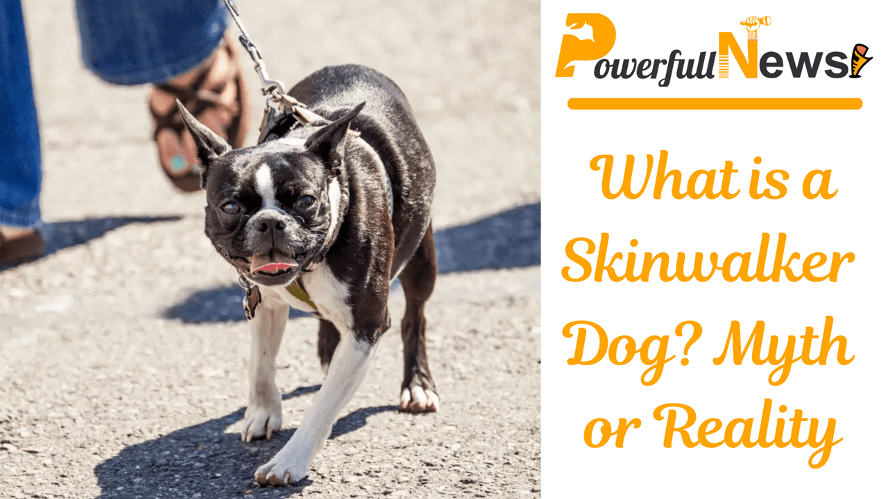 What is a Skinwalker Dog? Myth or Reality