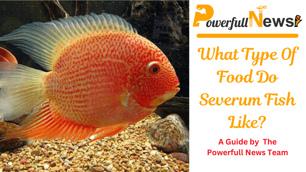 What Type Of Food Do Severum Fish Like