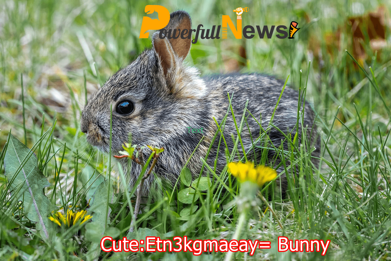 Cute:Etn3kgmaeay= Bunny