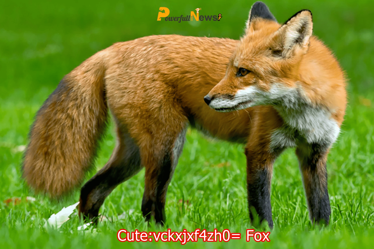 Cute:vckxjxf4zh0= Fox: Unraveling the Adorable Mystery